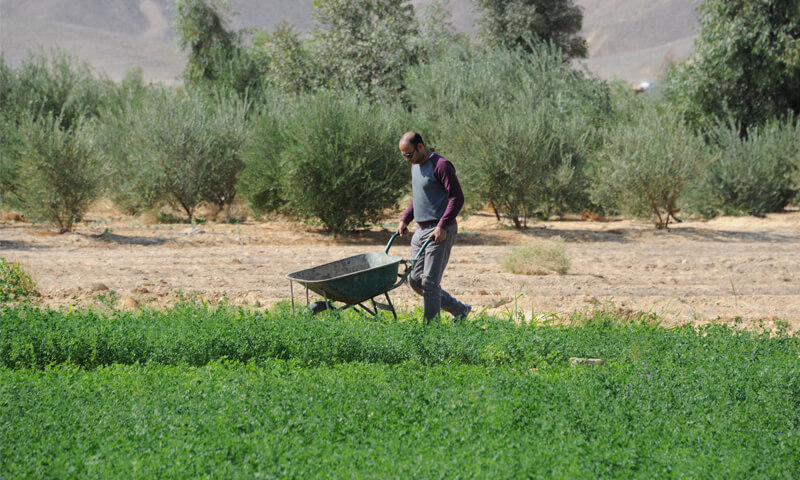 Working in organico egypt Farm