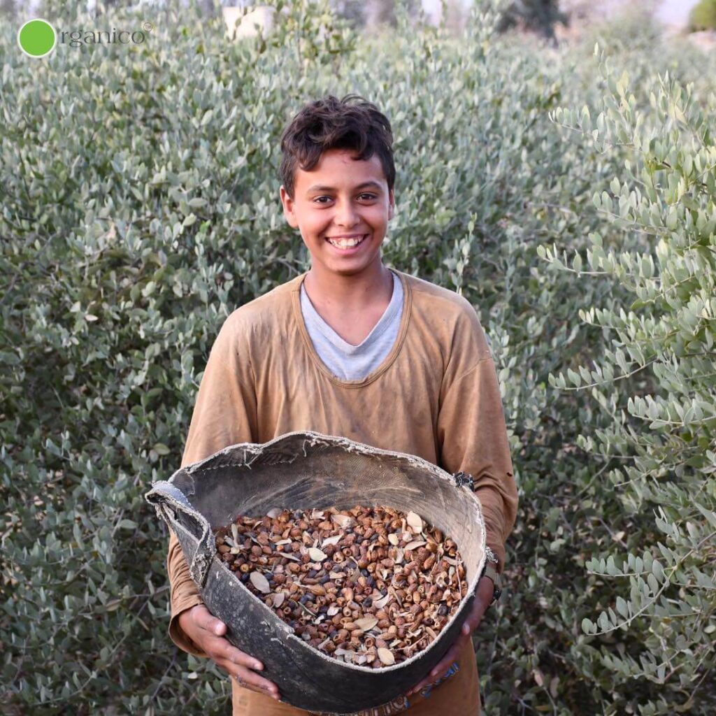 Youssef holding jojoba seeds in organico farm